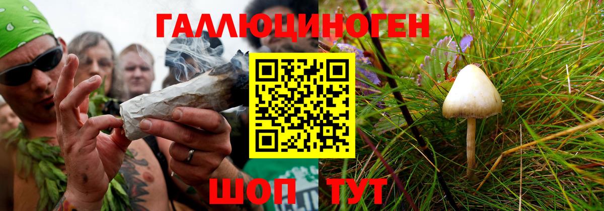 Курчалой  Галлюциногенные грибы Cubensis  где купить наркоту  Вход с VPN 